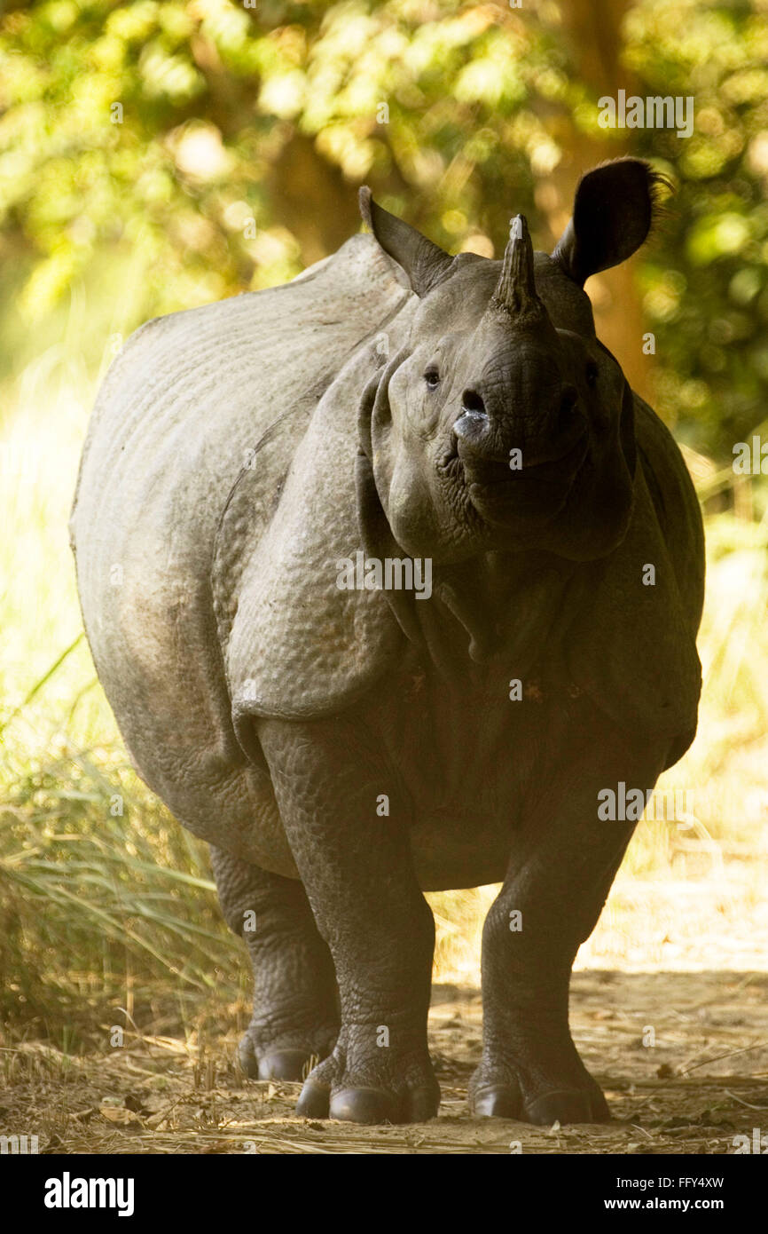 Un Indien Rhinoceros unicornis cornu dans le Parc national Dudhwa , Uttar Pradesh, Inde Banque D'Images