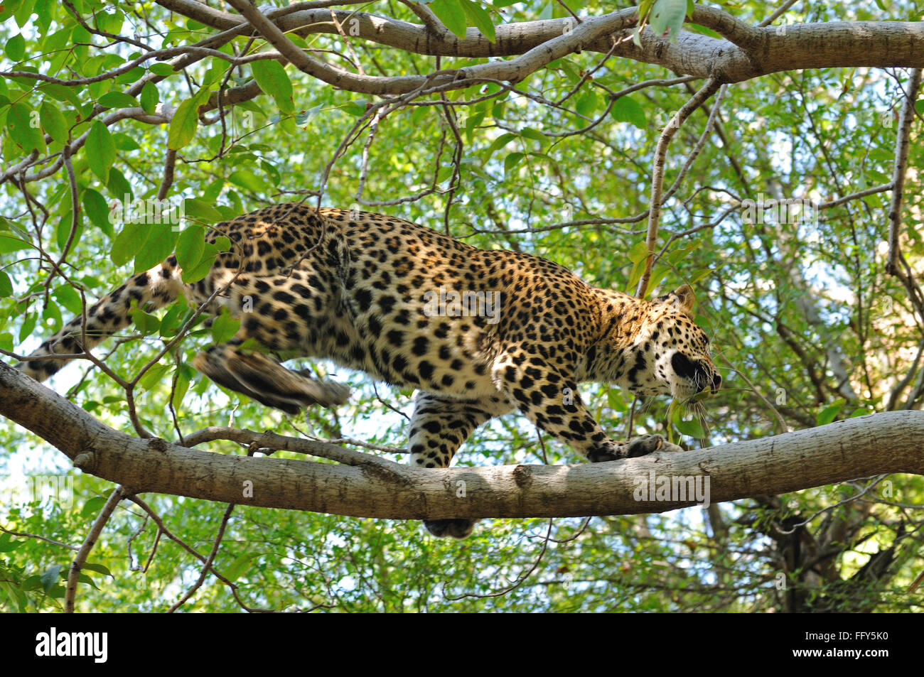 Panthera pardus léopard sur l'arbre ; la réserve de tigres de Ranthambore Rajasthan ; Inde ; Banque D'Images