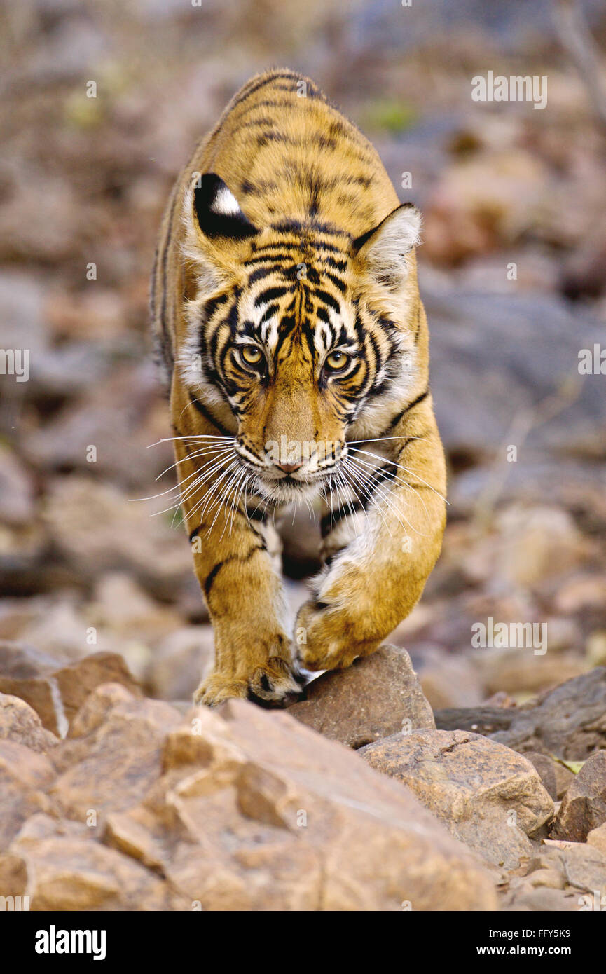 Jeune tigre du Bengale panthera tigris Walking Ranthambore réserve de tigres réserve naturelle Parc national Rajasthan Inde faune indienne Banque D'Images