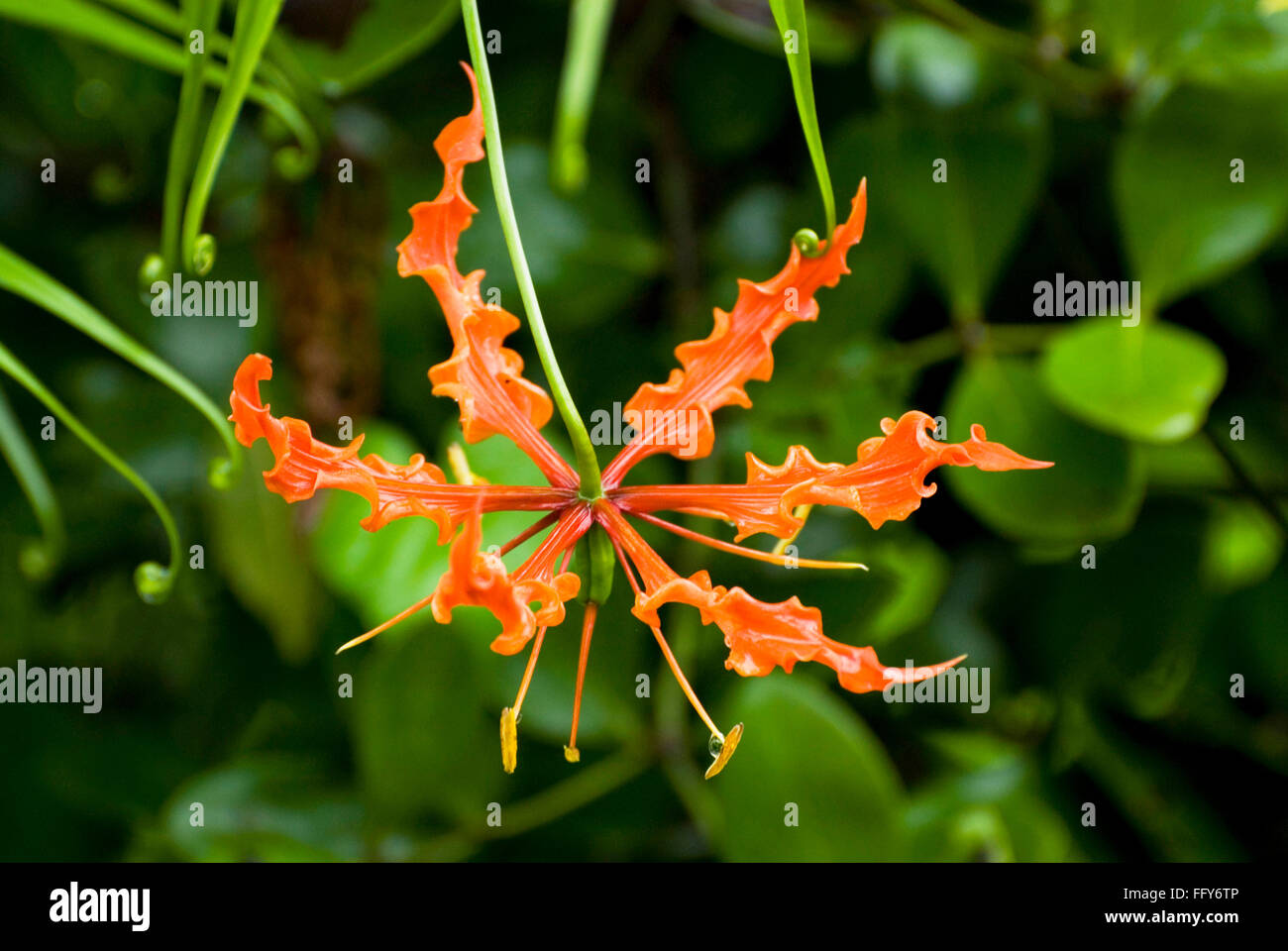 Gloire Lily Gloriosa superba utilisé comme médicament Banque D'Images