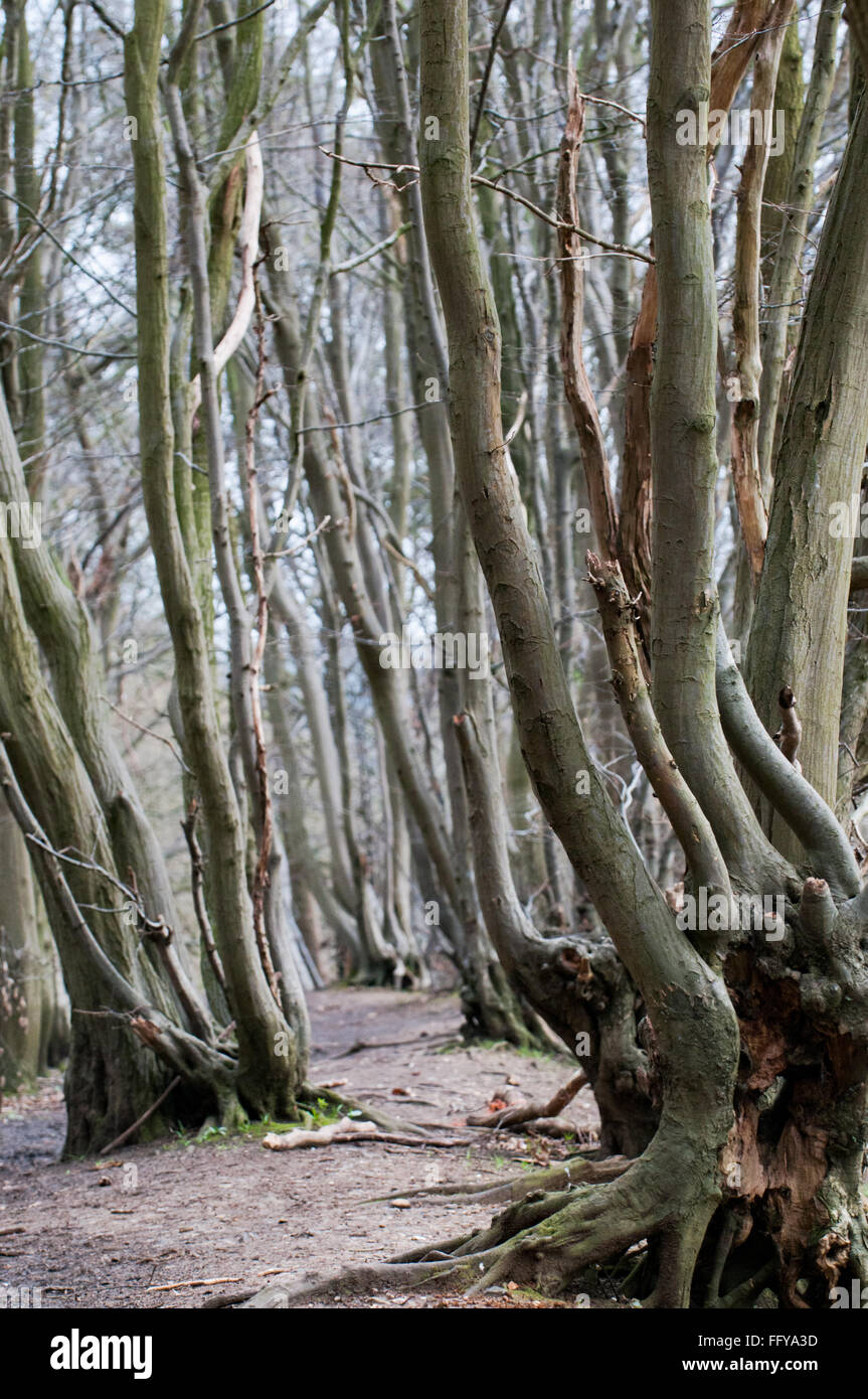 Vue à travers les branches courbées sur une forêt à pied Banque D'Images