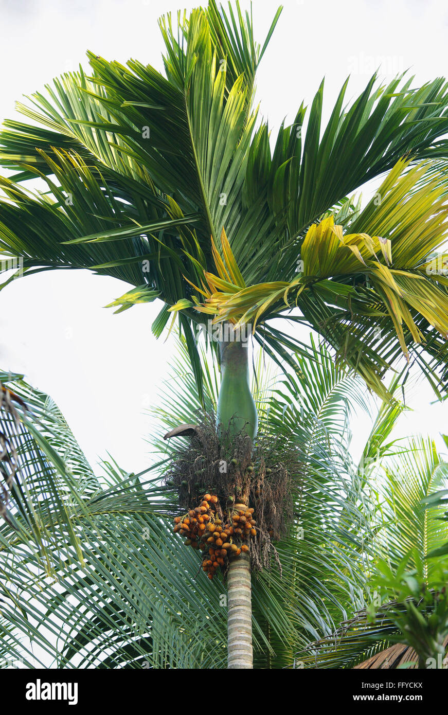 Bande de bétel Areca catechu sur palm bétel dans Thekkady ; ; ; Inde Kerala Idukki Banque D'Images