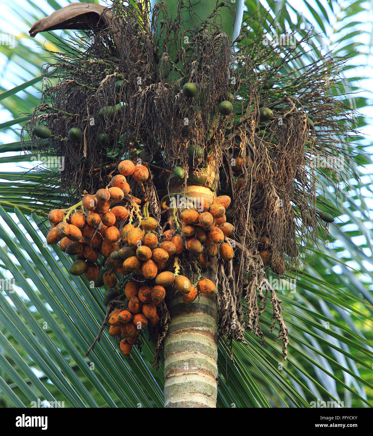 Bande de bétel Areca catechu sur palm bétel dans Thekkady ; ; ; Inde Kerala Idukki Banque D'Images