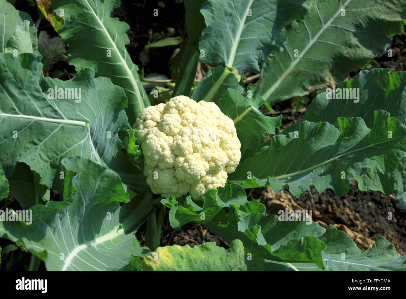 Chou Fleur Legume Vert Brassica Oleracea Growing In Field Photo Stock Alamy