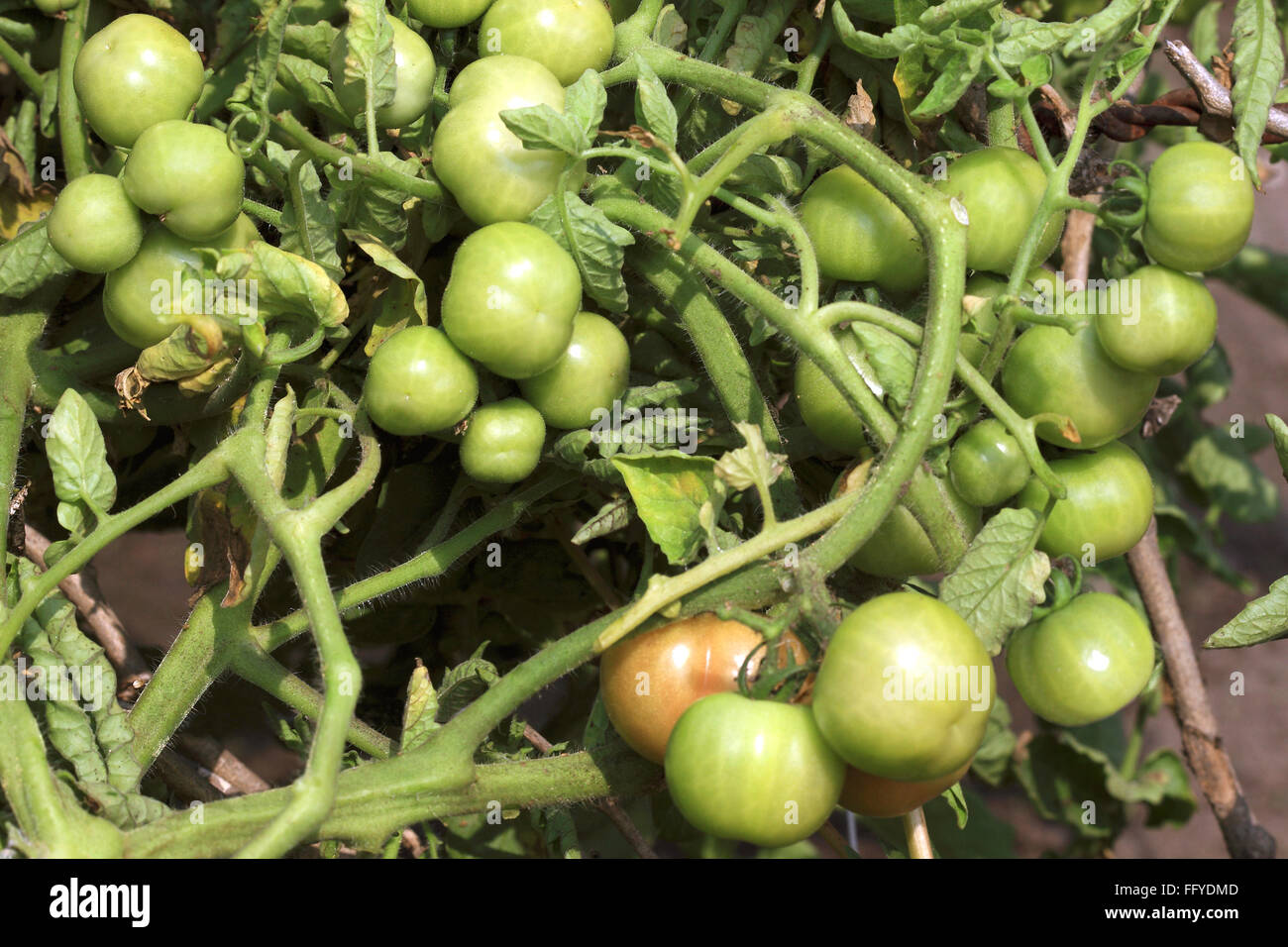 Tomates légumes verts Lycopersicon esculentum growing in field Banque D'Images