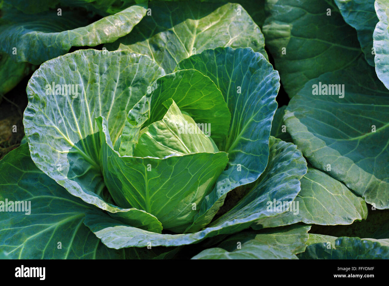 Légumes verts Chou Brassica oleracea growing in field Banque D'Images