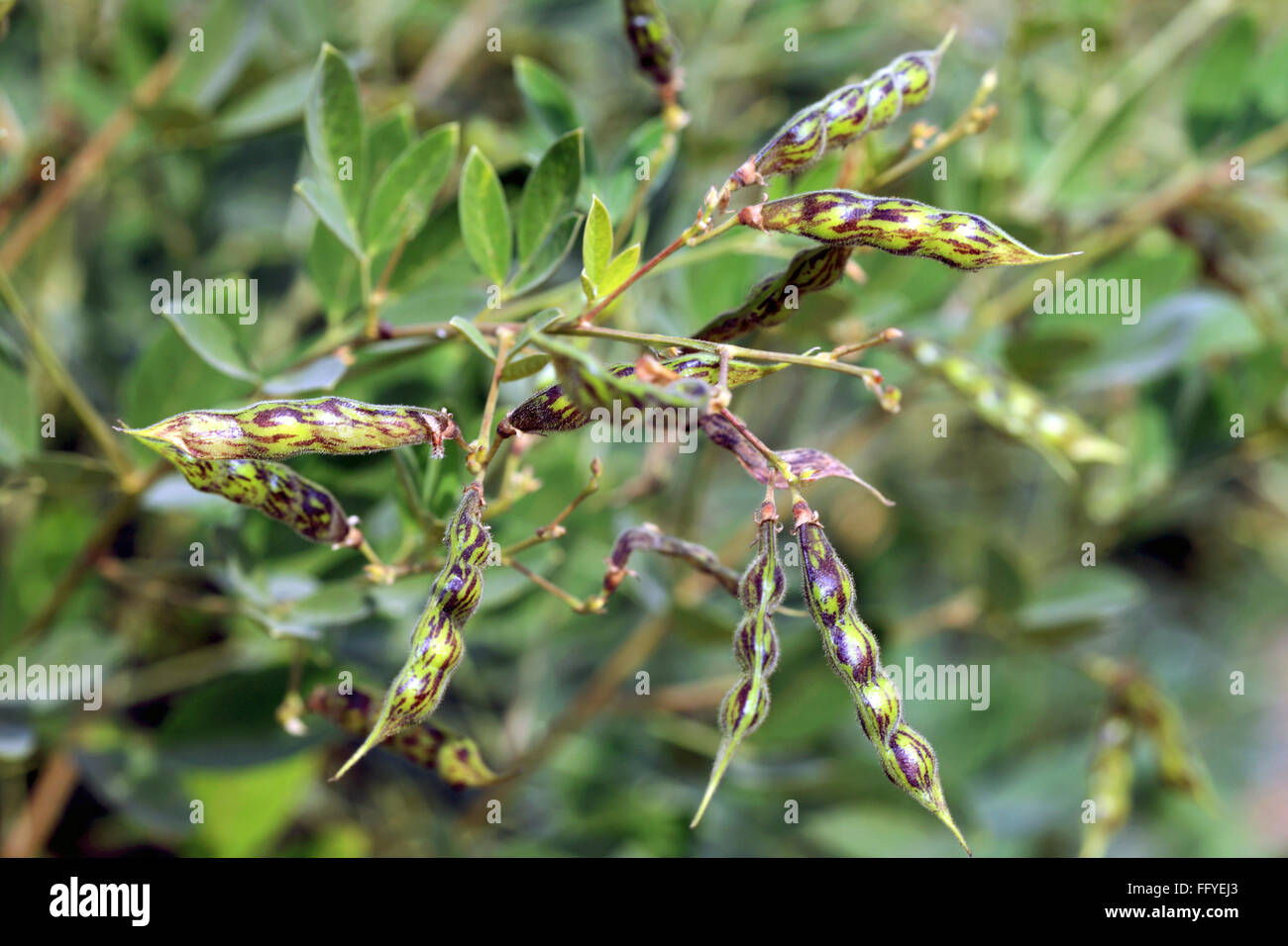 Plante De Gramme Rouge