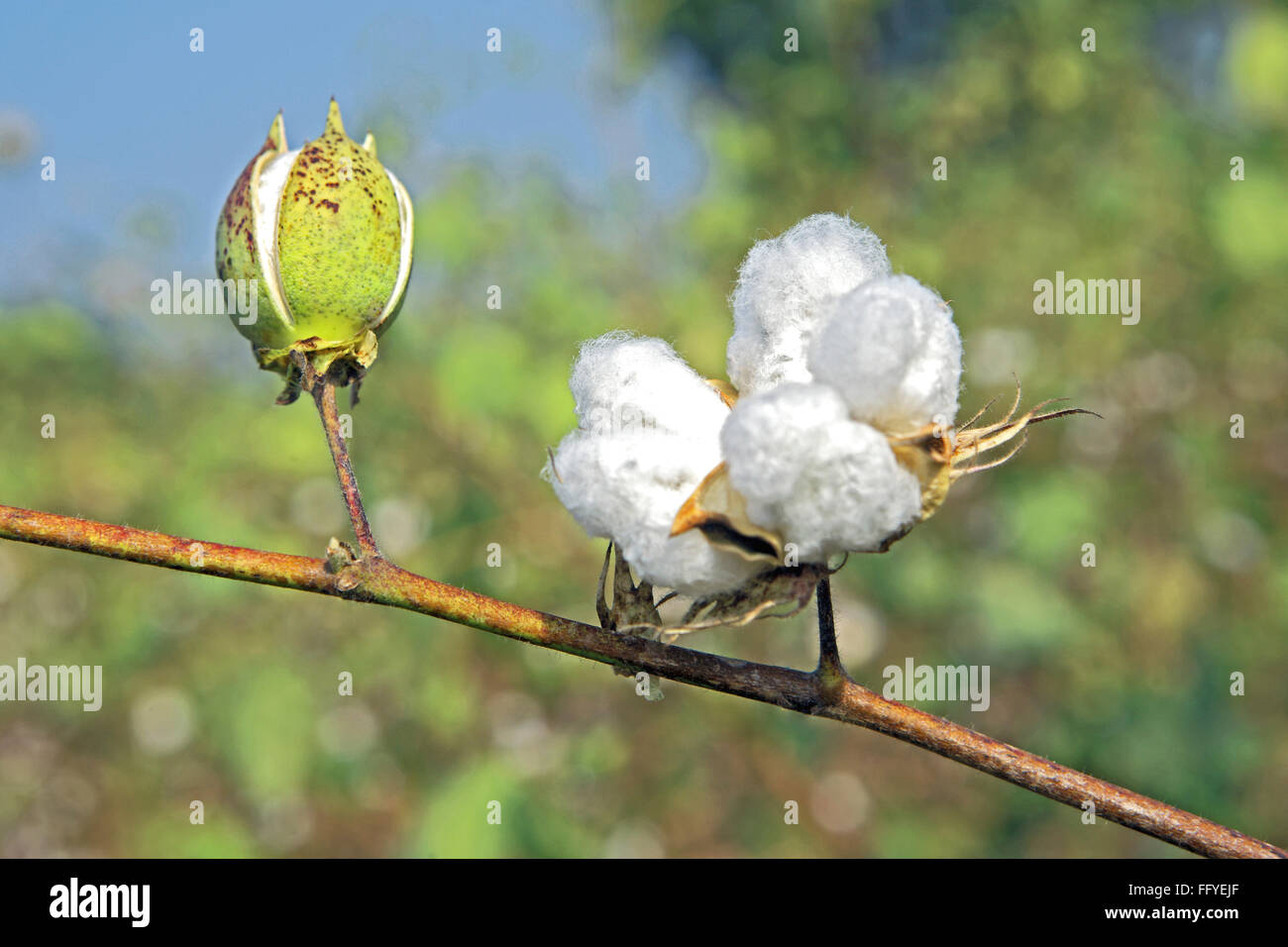 Coton blanc Gossypium arboreum en champ ; ; ; Inde Maharashtra Nanded Banque D'Images