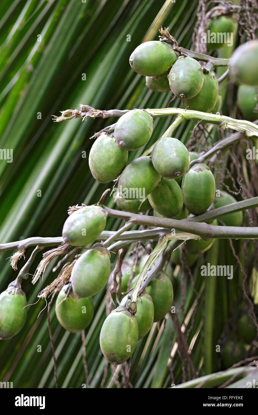 Vert cru de bétel Areca catechu on palm tree ; ; ; Inde Assam Guwahati Banque D'Images