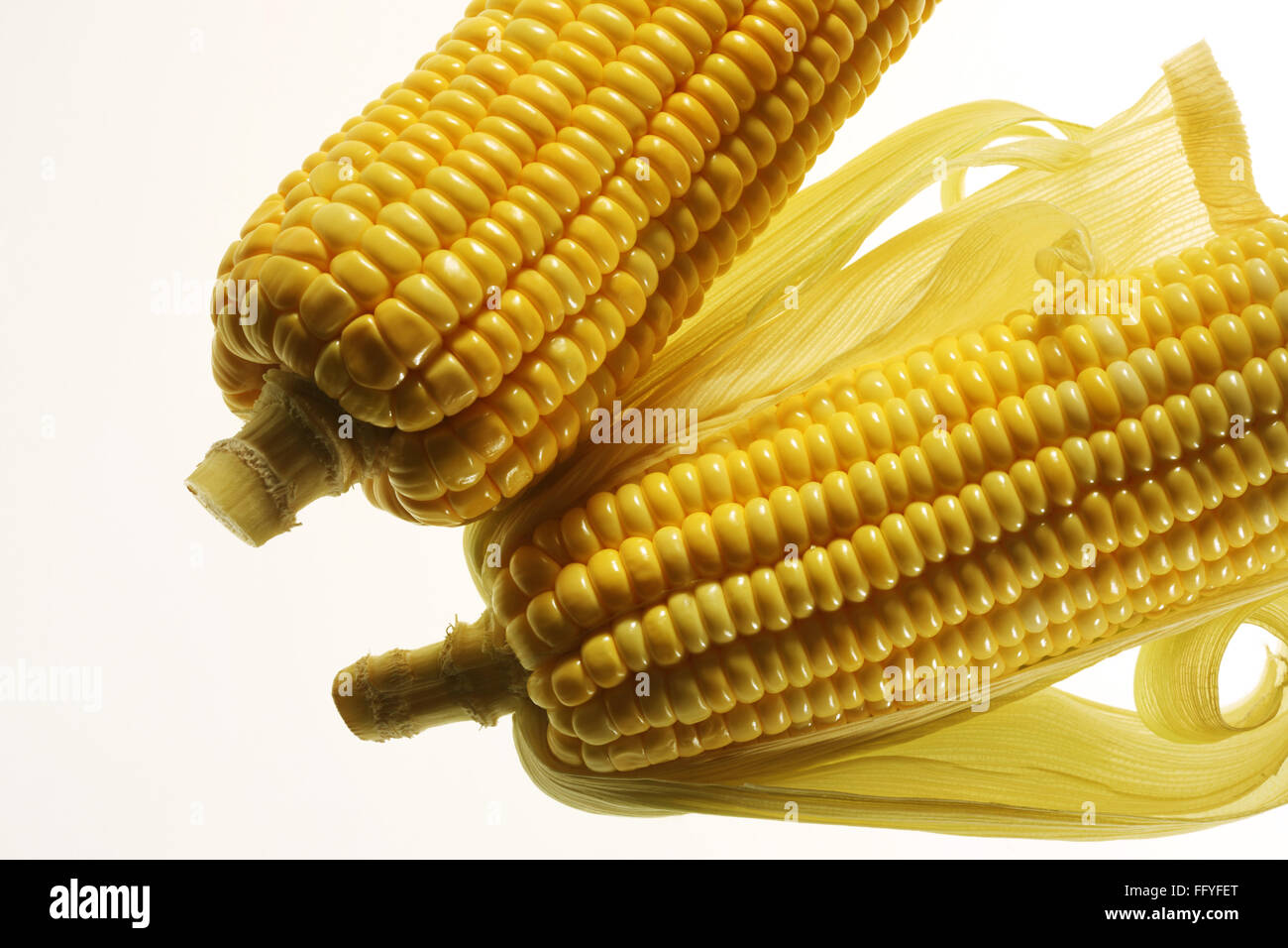 Paire de Zea mays maïs jaune ; Inde Banque D'Images