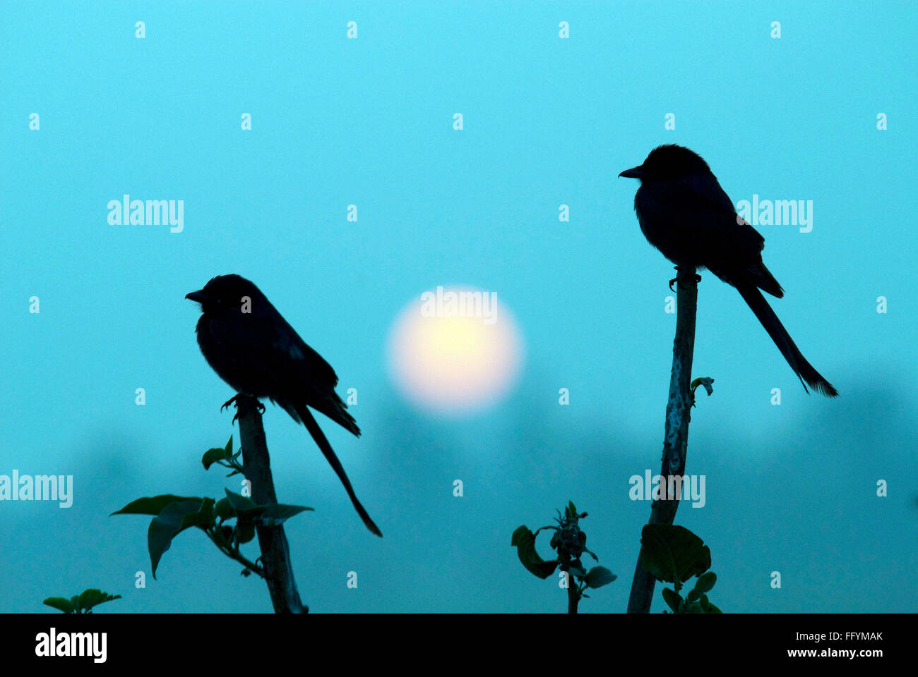 Drongo et lever de soleil à Hesaraghatta près de Bangalore Karnataka Inde Asie Banque D'Images