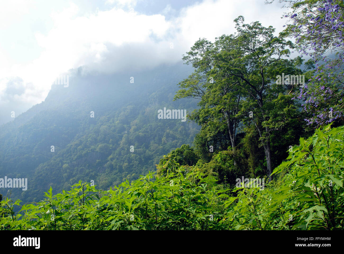 Bleu de montagnes nilgiri , Tamil Nadu , Inde Banque D'Images