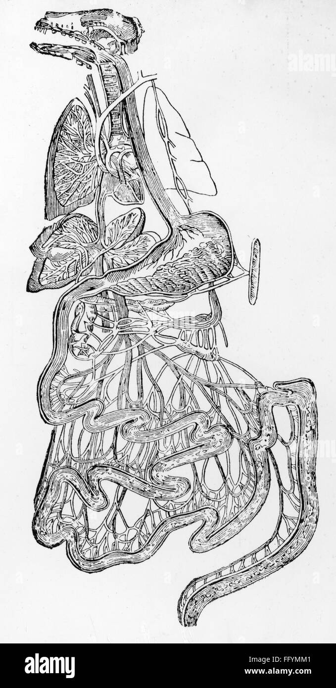 Médecine, anatomie, digestion, schéma du canal alimentaire, dessin, tiré de: George Henry Lewes (1817 - 1878), 'physiologie de la vie commune', 1859, droits additionnels-Clearences-non disponible Banque D'Images