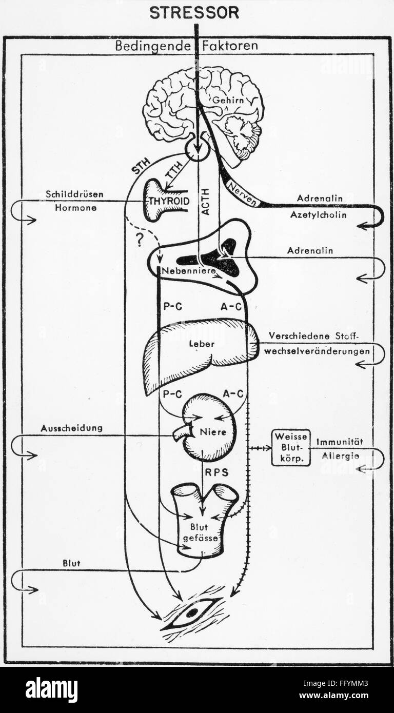 Médecine, anatomie, stress, schéma de stress, dessin, tiré de: Hans Selye (1907 - 1982): 'Stress beherrscht unser Leben', Düsseldorf, 1957, droits additionnels-Clearences-non disponible Banque D'Images