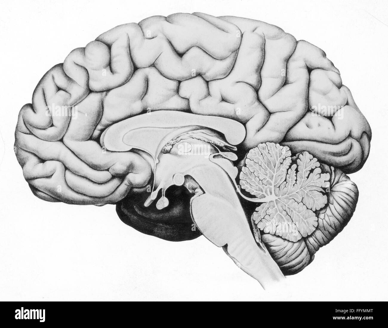 Diagramme D'anatomie Du Cerveau Vierge Moelle Spinale — Wikipédia