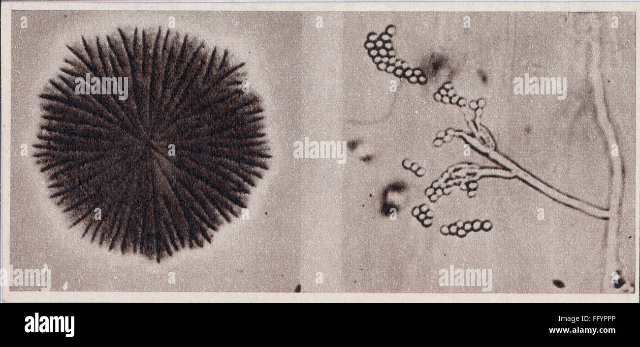 Médecine, médicament, pénicilline, penicillium notatum sur gélose, 20e siècle, 20e siècle, champignon, champignon, moisissure, mildiou, mildides, Alexander Fleming (1881 - 1955), antibiotique, antibiotiques, agar nutritif, agar, agar, microscopie, photo de microscope, photos de microscope, image de microscope, images de Clearimages, médecine, médicaments, médicament, médicament, médicament, médicament, médicament, médicament, médicament historique, microscope non disponible Banque D'Images