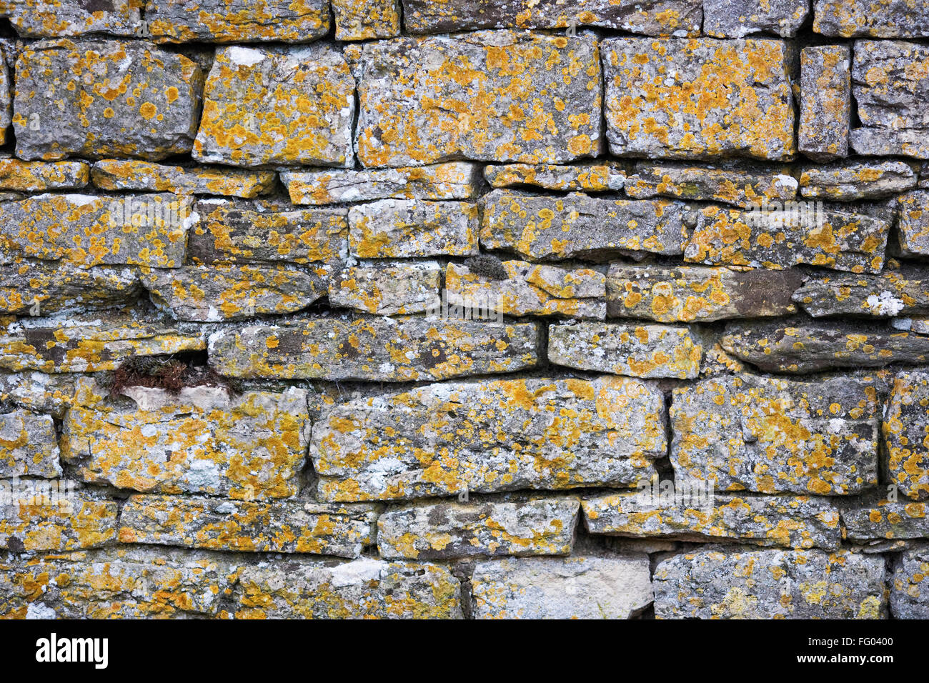 Le lichen poussant sur un vieux mur de pierre. Banque D'Images