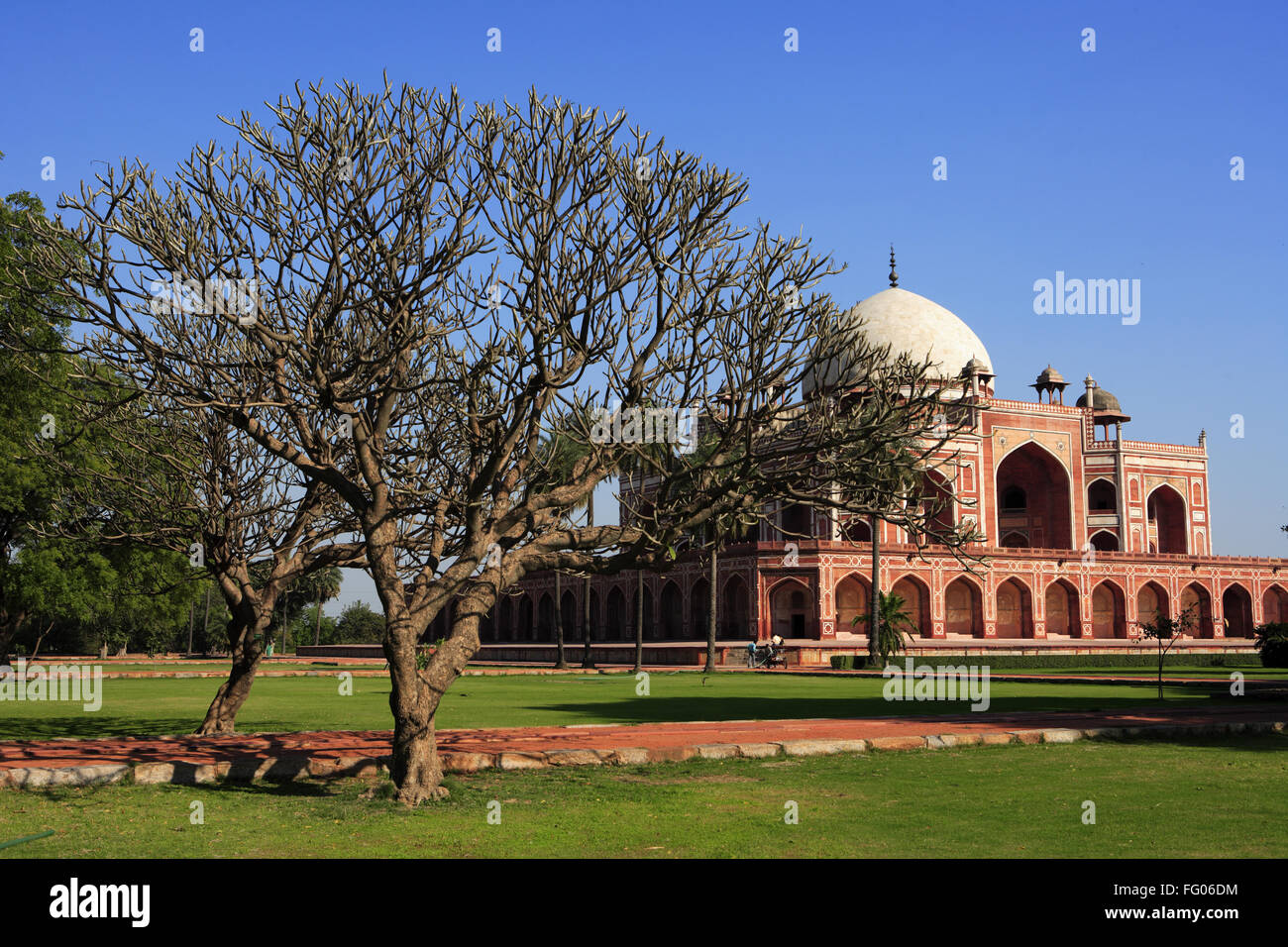 Champa et arbre Magnolia grandiflora en Tombe de Humayun construit en 1570 , Delhi, Inde Site du patrimoine mondial de l'UNESCO Banque D'Images