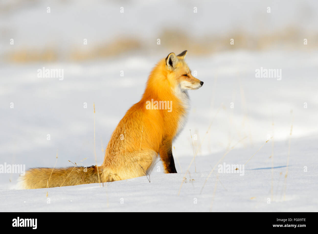 American Red Fox (Vulpes vulpes fulva) adulte, assis dans la neige, parc national de Yellowstone, Wyoming, USA. Banque D'Images