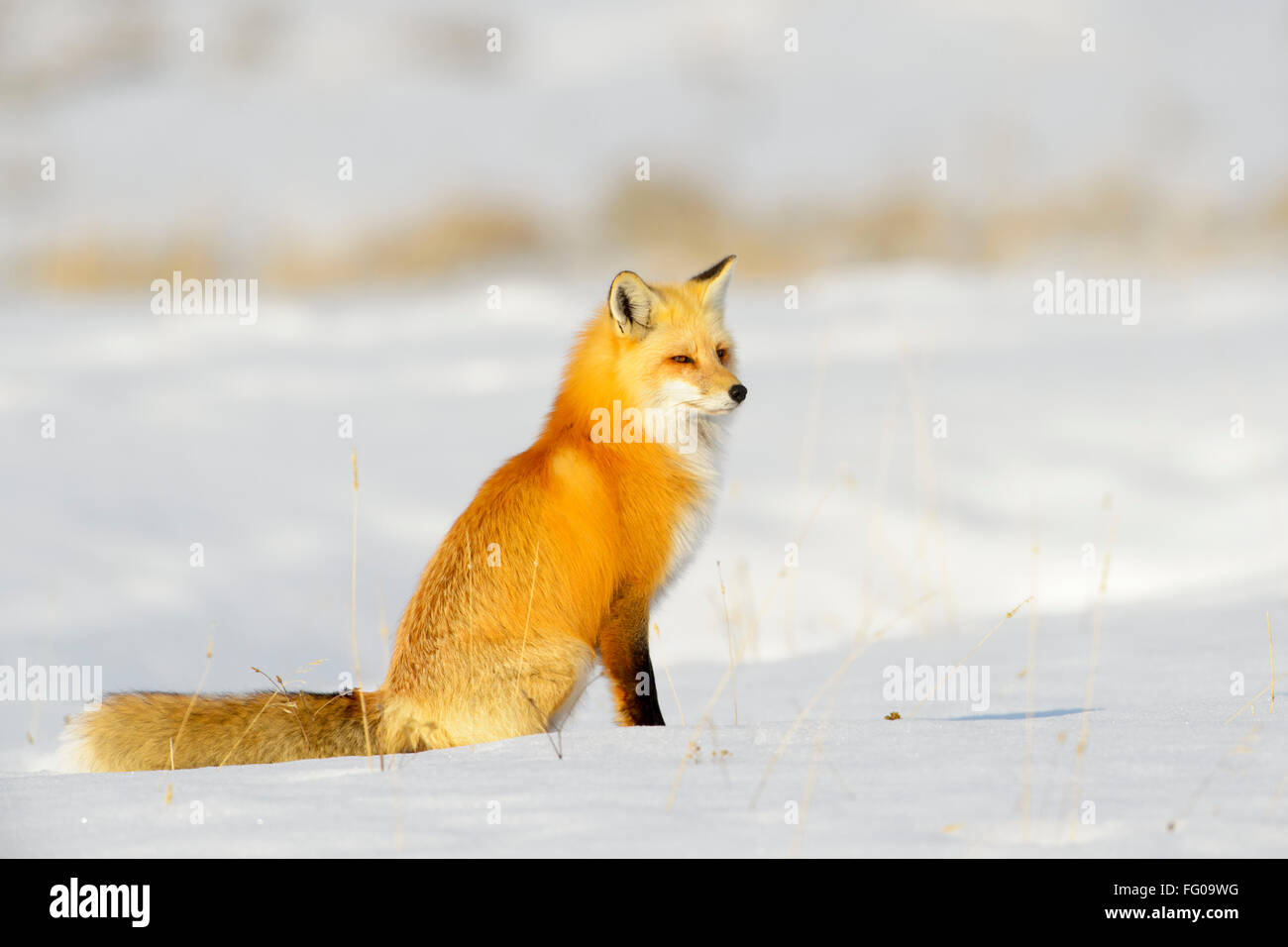 American Red Fox (Vulpes vulpes fulva) adulte, assis dans la neige, parc national de Yellowstone, Wyoming, USA. Banque D'Images