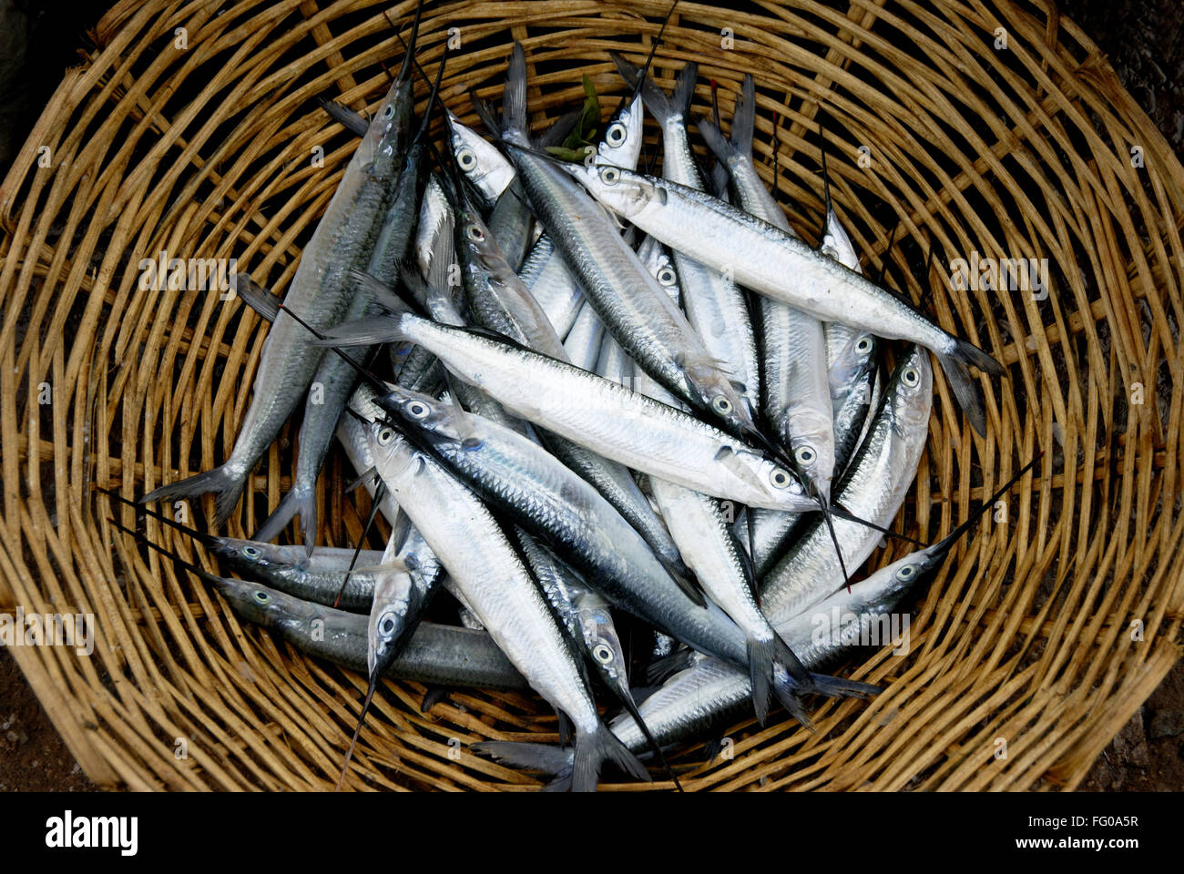 L'eau sel frais poissons canne épée dans le panier Banque D'Images