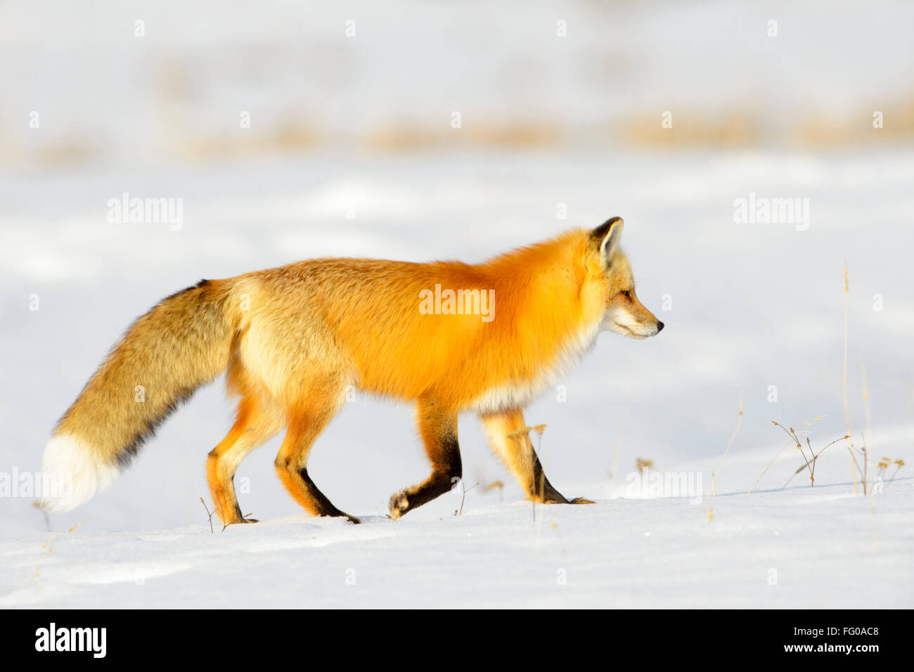 American Red Fox (Vulpes vulpes fulva) adulte, la chasse sur les proies dans la neige, parc national de Yellowstone, Wyoming, USA. Banque D'Images