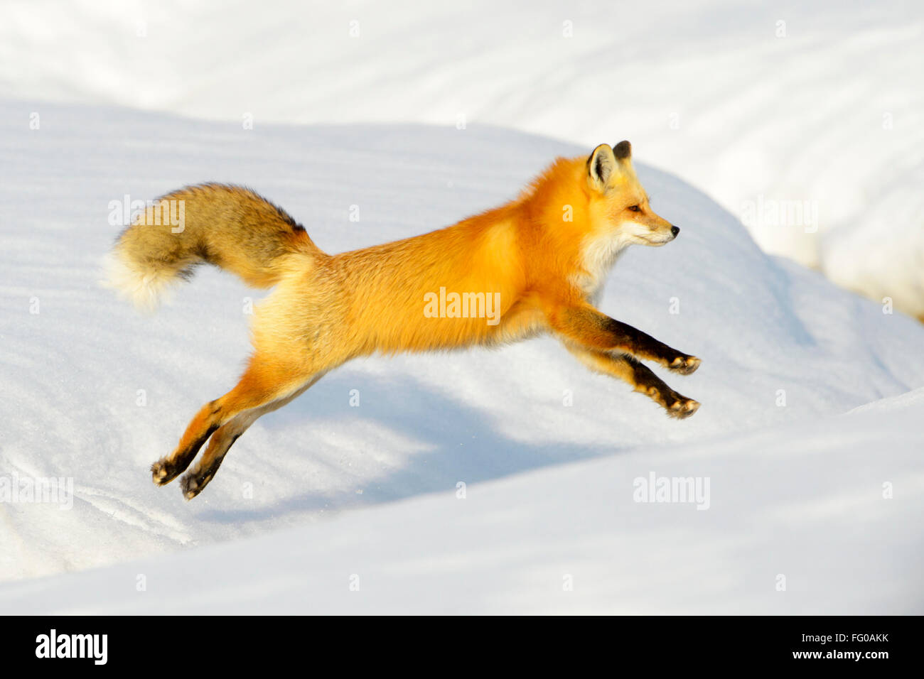 American Red Fox (Vulpes vulpes fulva) adulte, sautant par-dessus un fossé dans la neige, parc national de Yellowstone, Wyoming, USA. Banque D'Images