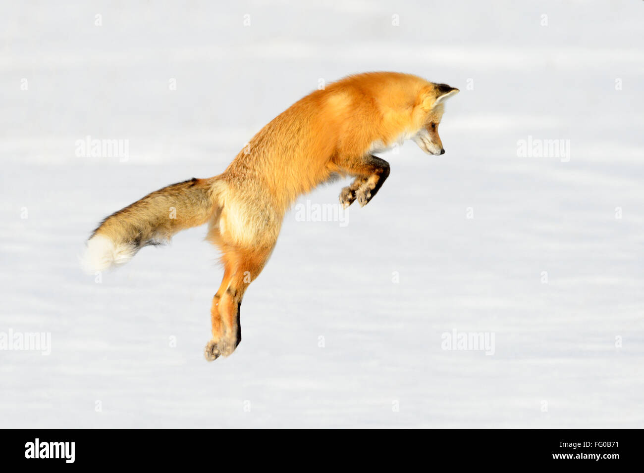 American Red Fox (Vulpes vulpes fulva) adulte, chasse, de sauter sur les proies dans la neige, parc national de Yellowstone, Wyoming, USA. Banque D'Images