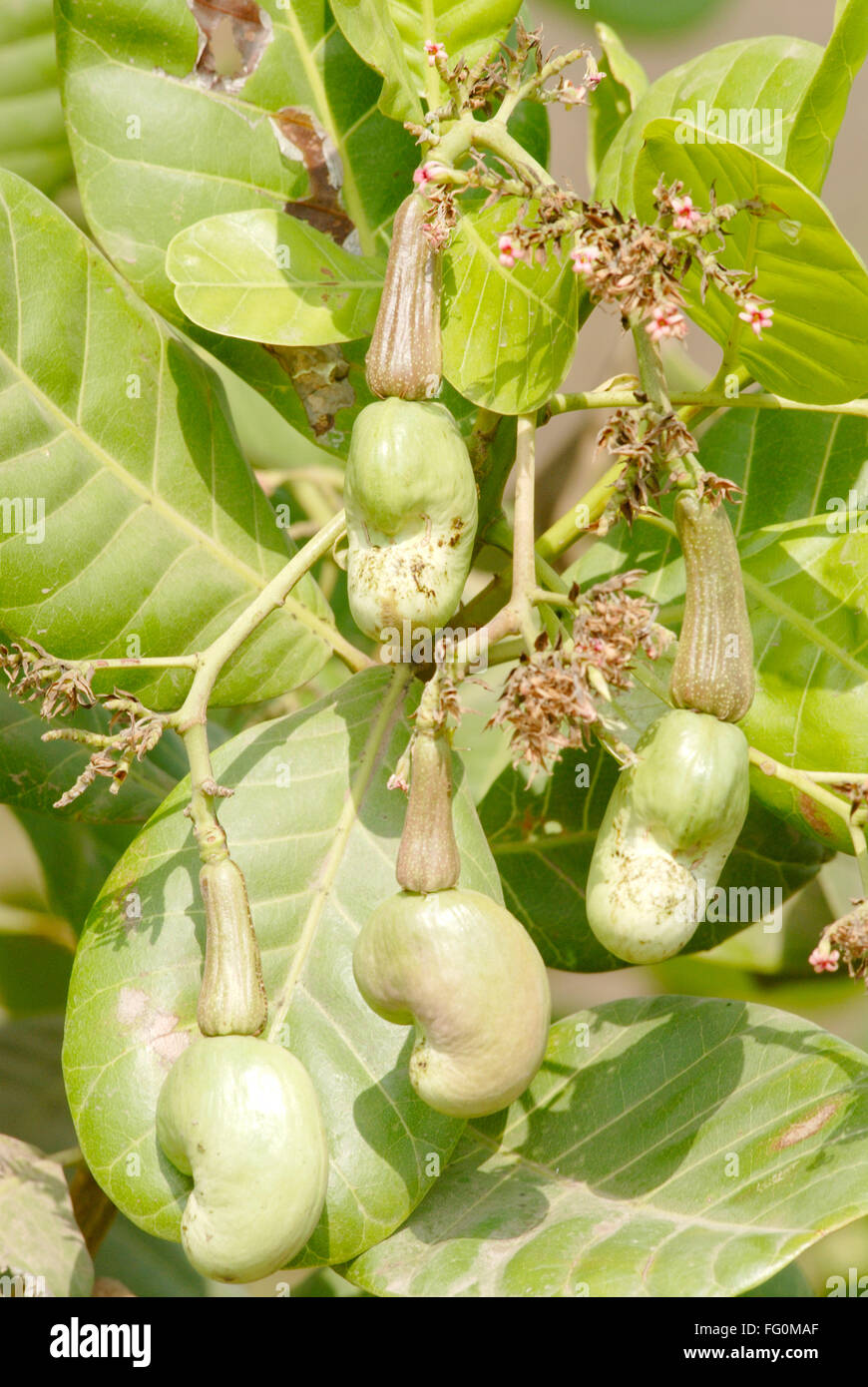 Fleurs et fruits avec graines de cajou non mûres sur des cultures d'arbres , Village , Jambhulwadi Raigad, Plume , Maharashtra Banque D'Images