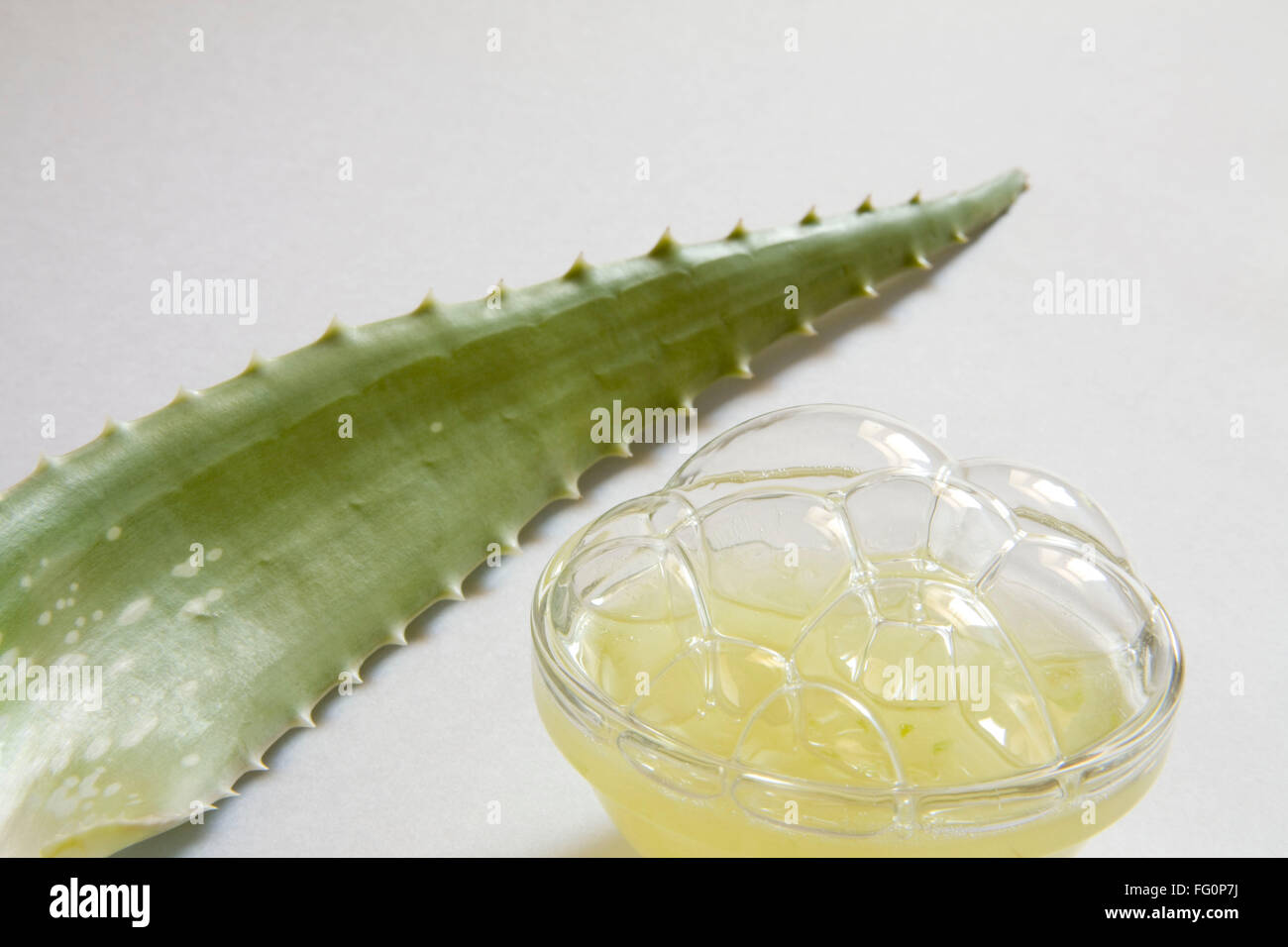 Plante sauvage Aloe Vera gel et jus avec de magnifiques propriétés médicinales , Inde Banque D'Images