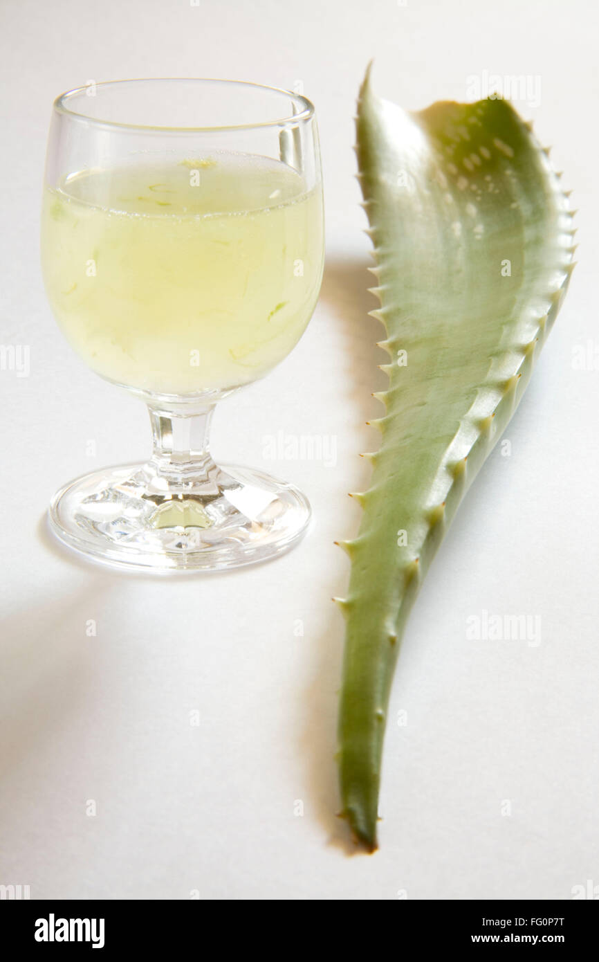 Plante sauvage Aloe Vera gel et jus avec de magnifiques propriétés médicinales , Inde Banque D'Images
