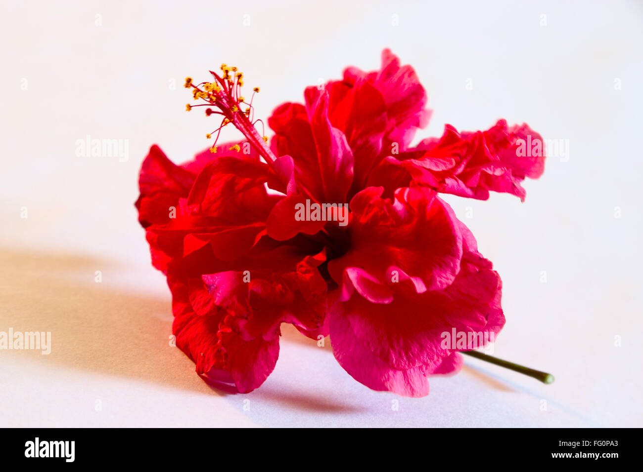 Hibiscus fleur Nature , Chaussure couleur rouge utilisé pour la médecine de fines herbes et d'Ayurvedic , Inde Banque D'Images