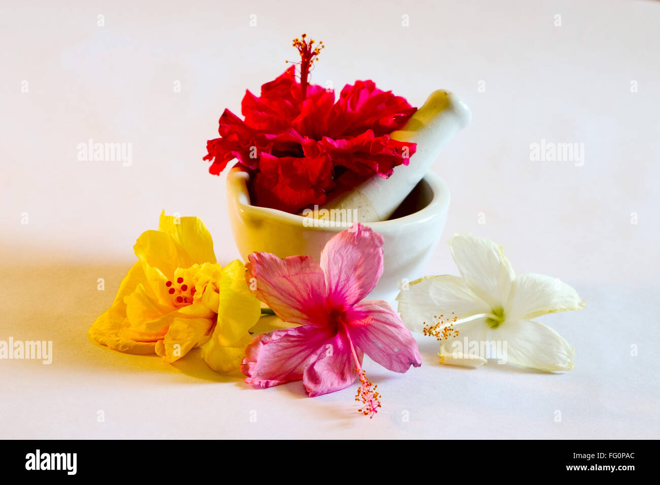 Meuleuse manuelle et de chaussures Hibiscus fleur couleur rouge , jaune , rose et blanc utilisé pour la médecine de fines herbes ayurvédiques et de l'Inde Banque D'Images