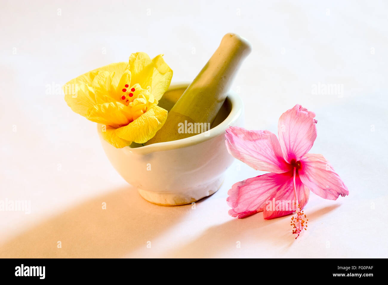 Meuleuse manuelle et de chaussures Hibiscus fleur couleur rouge , jaune , rose et blanc utilisé pour la médecine de fines herbes et d'Ayurvedic , Inde Banque D'Images