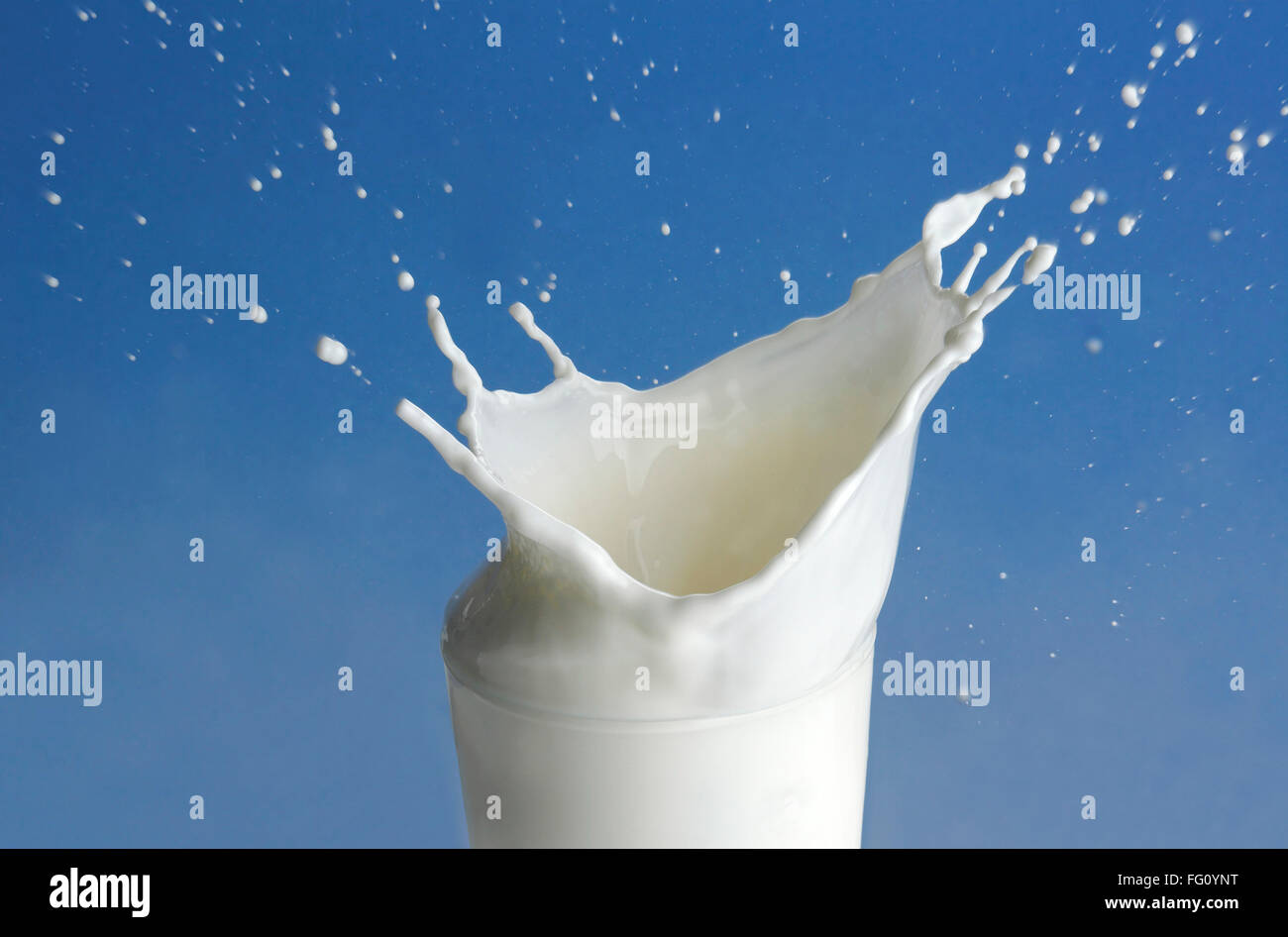 Boire du lait , projection de verre sur fond bleu Banque D'Images