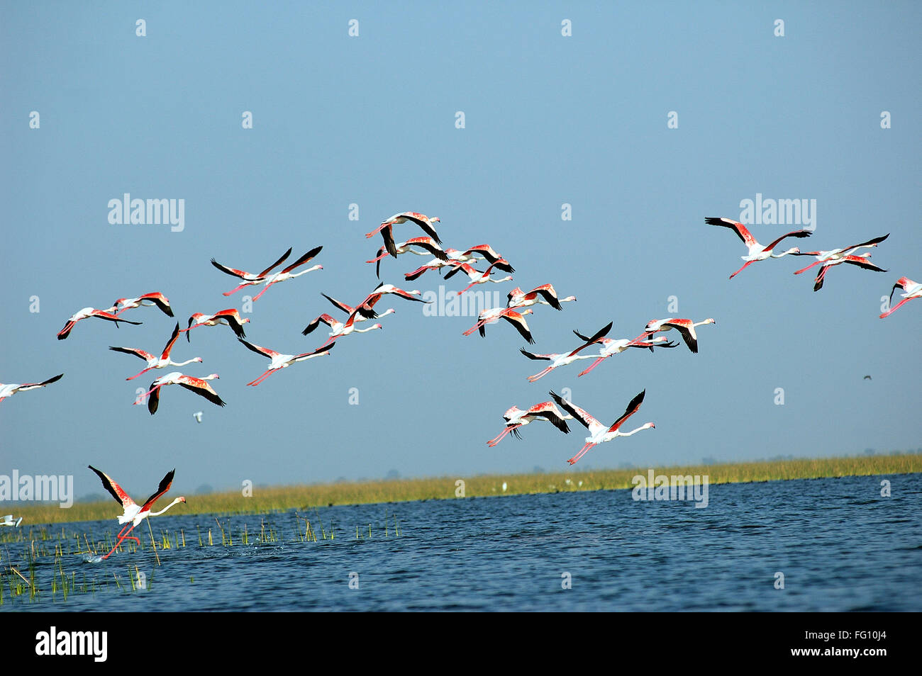 Flamingo birds flying Nalsarovar Gujarat Inde Banque D'Images