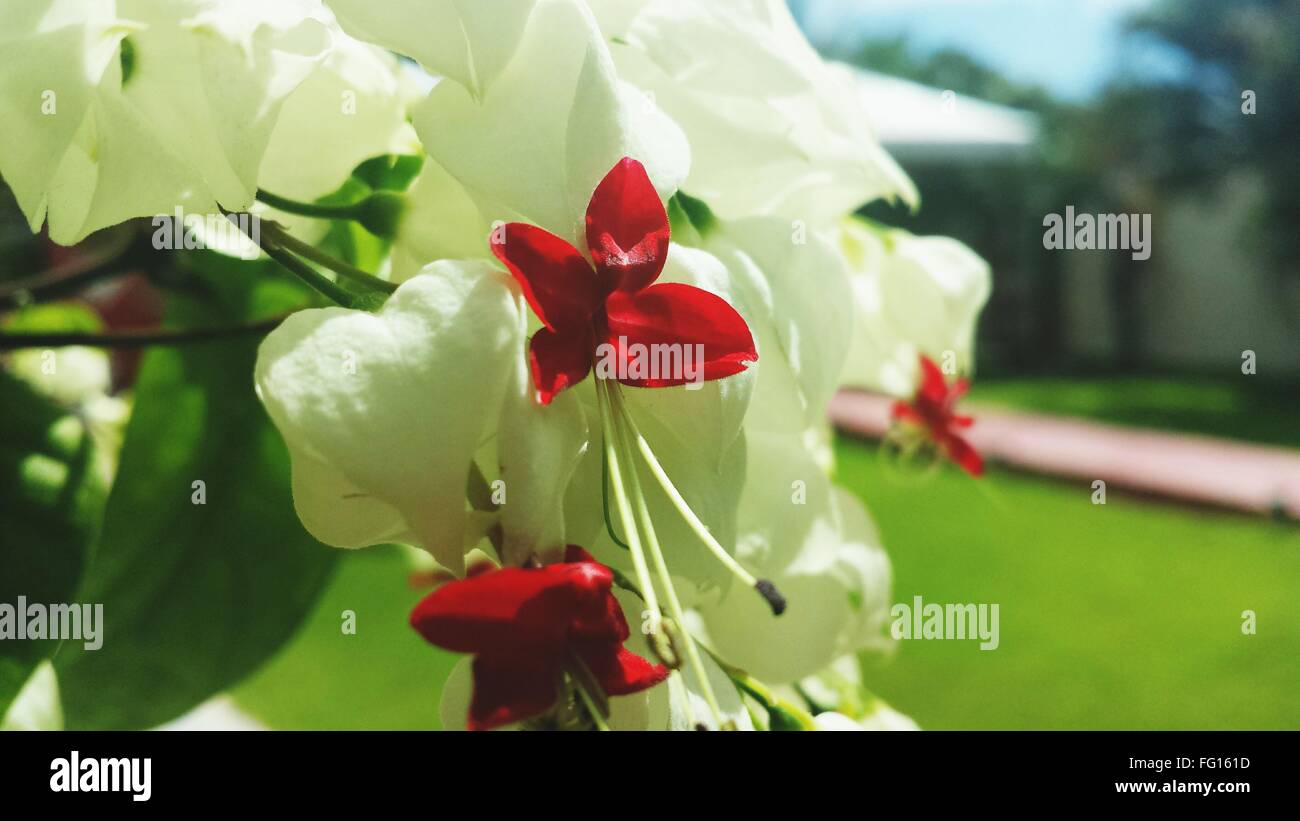 Fleur blanche et rouge Banque de photographies et d’images à haute ...
