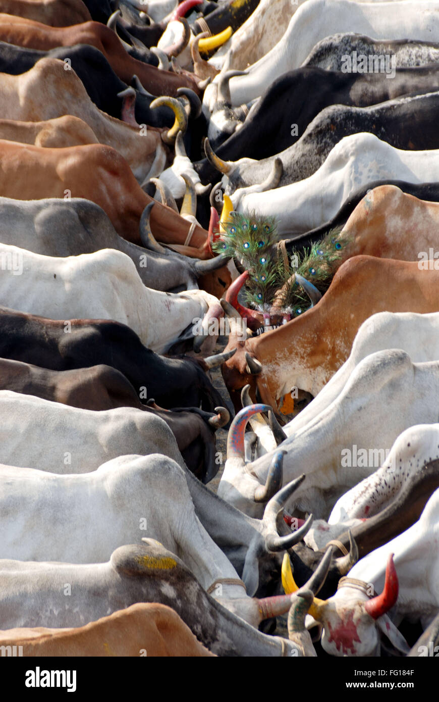 Les vaches indiennes , Animal , Inde Banque D'Images