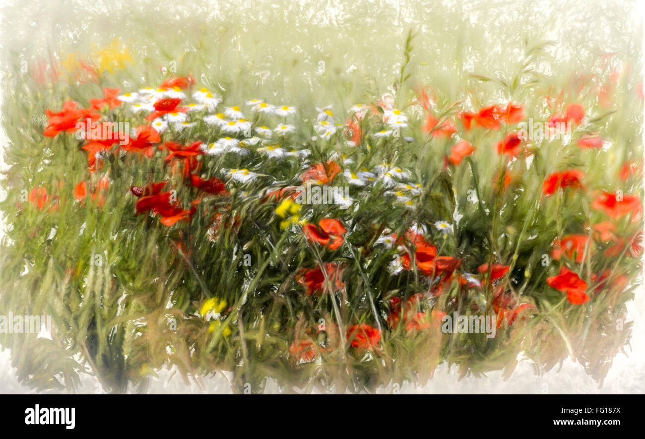 Champ de coquelicots, image abstraite de fleurs sauvages dans un champ en été, à l'aquarelle. Banque D'Images