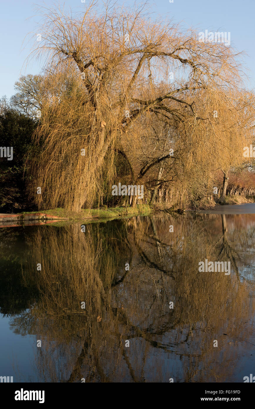 Un arbre sans feuilles saule pleureur, Salix babylonica, arbre sur les rives de la Kennet and Avon Canal en hiver, Hungerford Banque D'Images