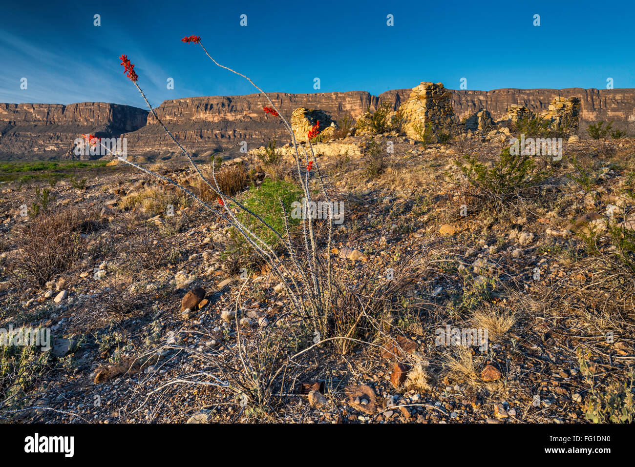 La floraison à Terlingua Abaja ruines, ville fantôme, Santa Elena Canyon dans la distance, Big Bend National Park, Texas, États-Unis Banque D'Images