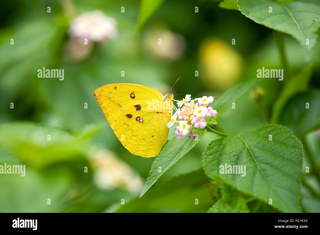 Blanc orange tip Ixias marianne papillon ; Inde Banque D'Images