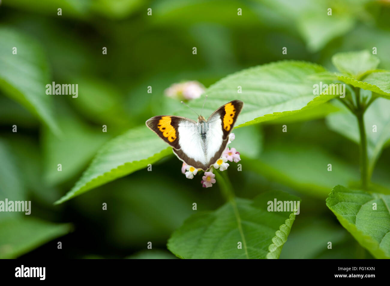 Blanc orange tip Ixias marianne papillon ; Inde Banque D'Images