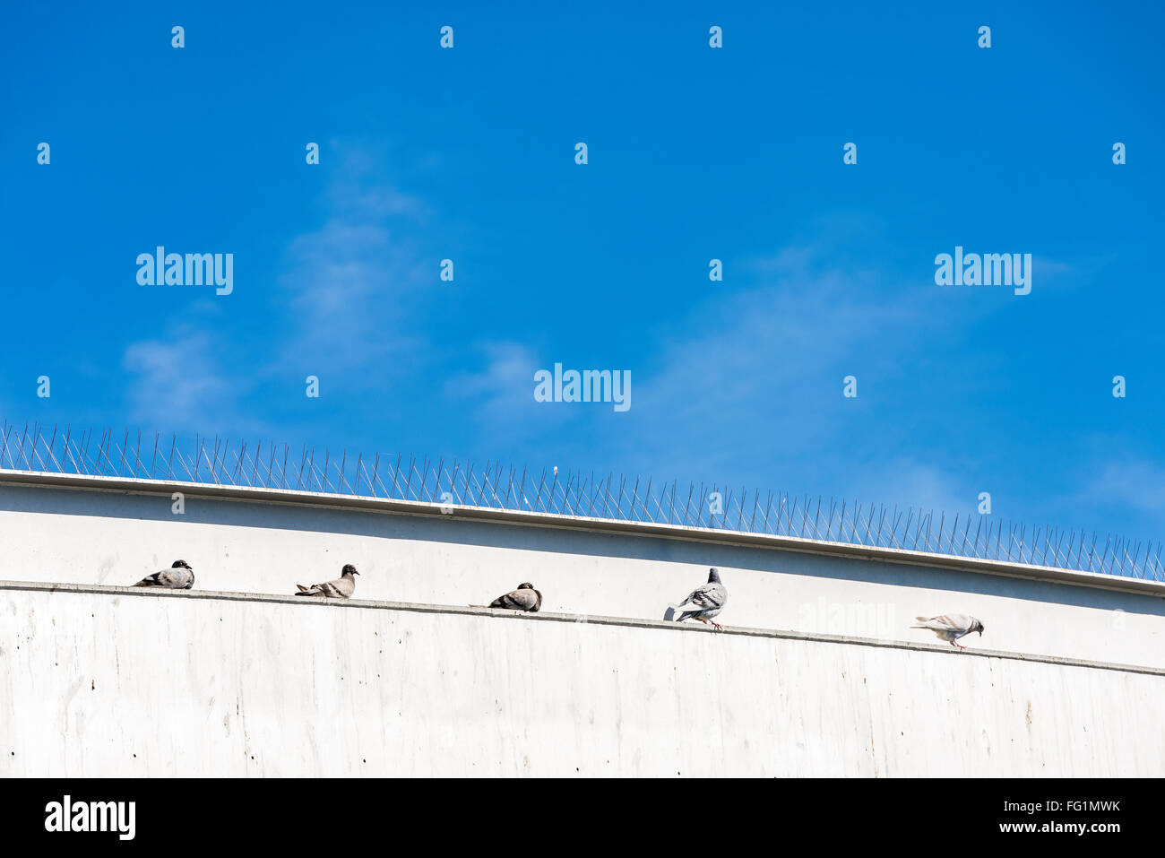 Cinq colombes reposant sur un mur sous certains pics Anti pigeons à Barcelone, Catalogne, Espagne Banque D'Images