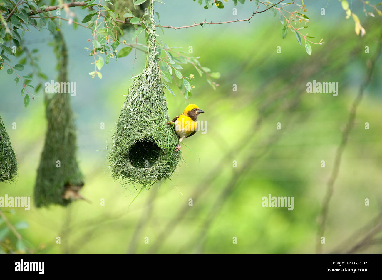 Baya weaver nid oiseaux indiens inde vie sauvage Banque D'Images