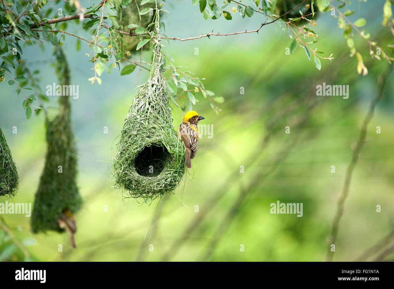 Baya weaver nid oiseaux indiens inde vie sauvage Banque D'Images