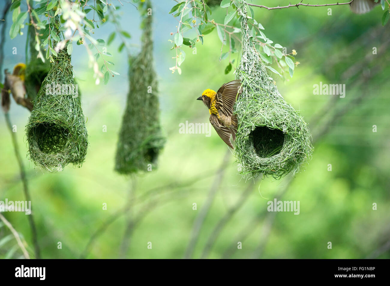 Baya weaver nid oiseaux indiens inde vie sauvage Banque D'Images