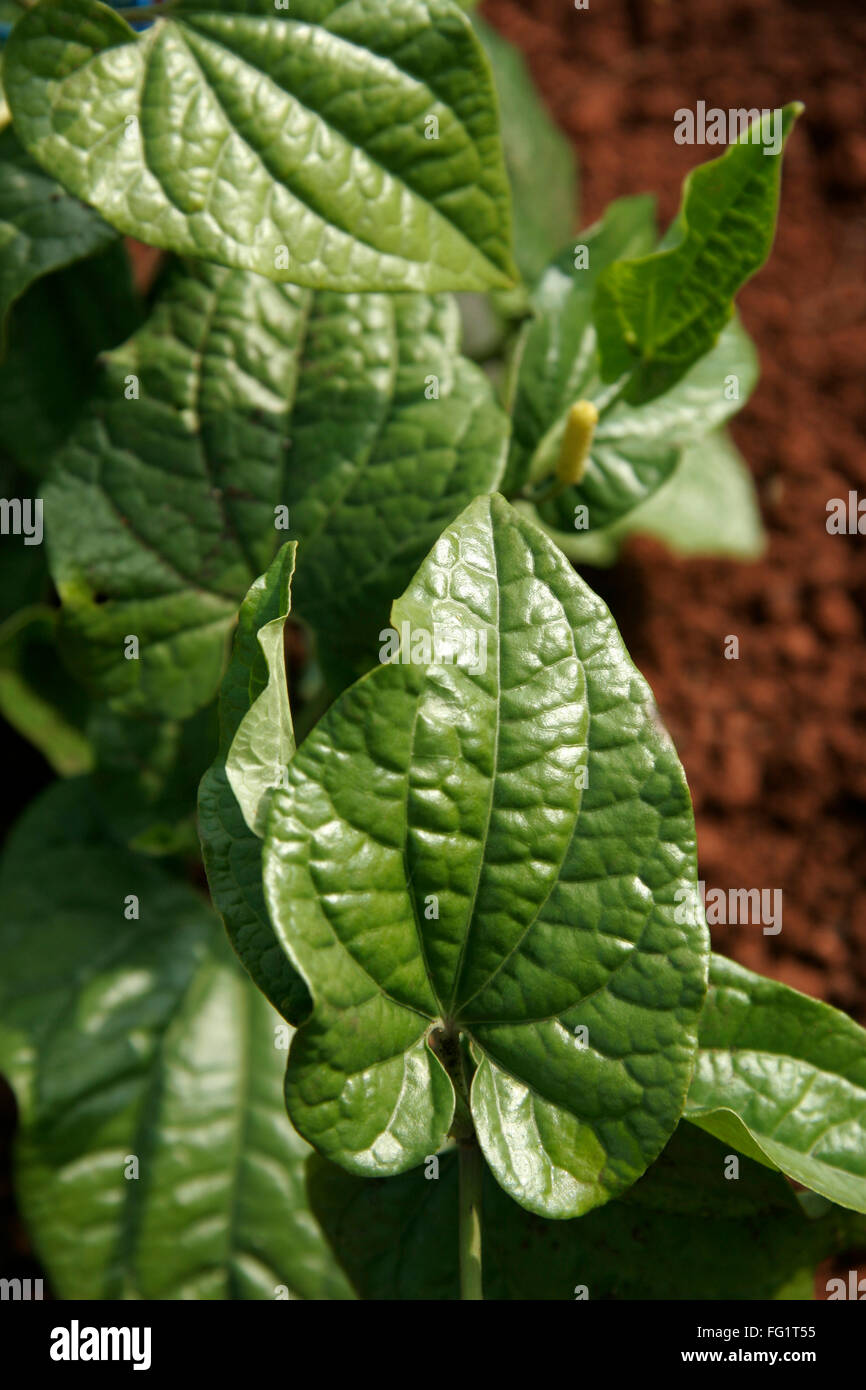 Plantes médicinales ayurvédiques , Nom scientifique : Piper Longum , Nom anglais poivre long Banque D'Images