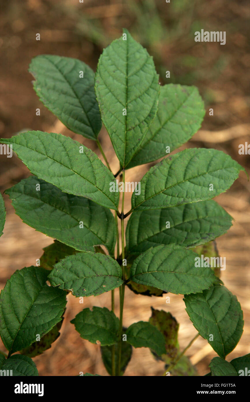 Plantes médicinales ayurvédiques , Nom scientifique stereospermum colais , Nom anglais : serpent jaune arbre , fleur trompette Banque D'Images