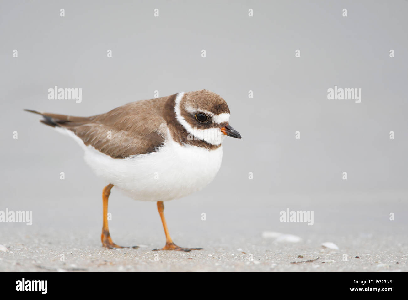 Pluvier semipalmé (Charadrius semipalmatus) marche sur la plage, Fort De Soto Park, Tierra Verde, Florida, USA Banque D'Images